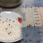 Bau menyengat dan banyaknya lalat yang diduga berasal dari peternakan pembesaran bebek. (HaloPWK)