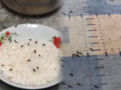 Bau menyengat dan banyaknya lalat yang diduga berasal dari peternakan pembesaran bebek. (HaloPWK)