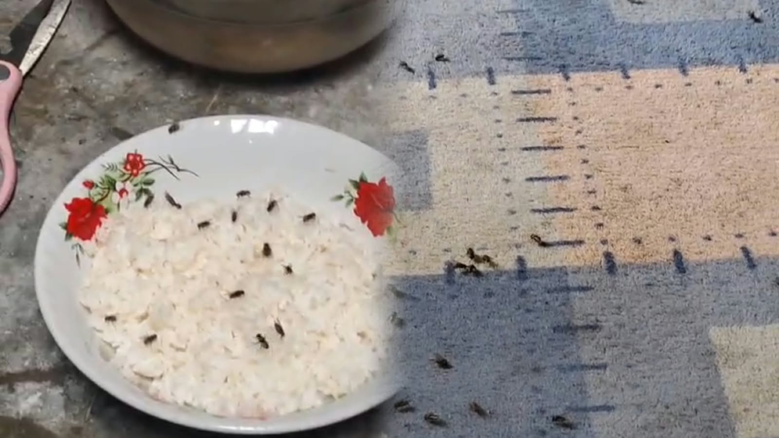 Bau menyengat dan banyaknya lalat yang diduga berasal dari peternakan pembesaran bebek. (HaloPWK)